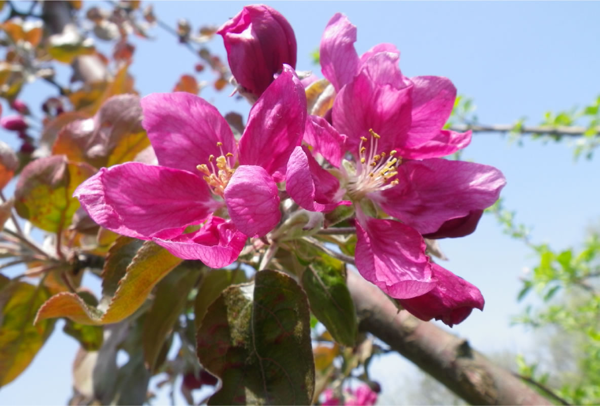 ジェネバの花